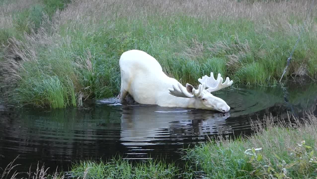 Hans fångade den vita älgen i Värmland på film – se unika bilderna från skogen