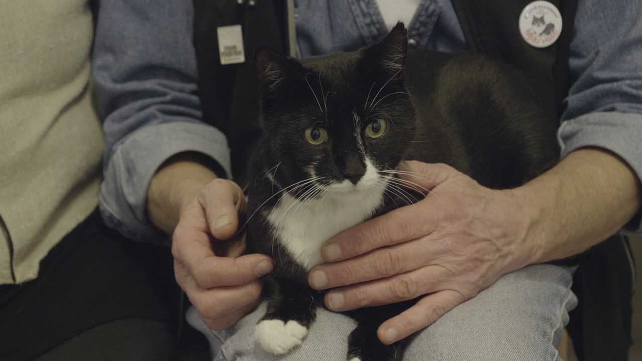 Sören Fernström – Sveriges mest klappade katt