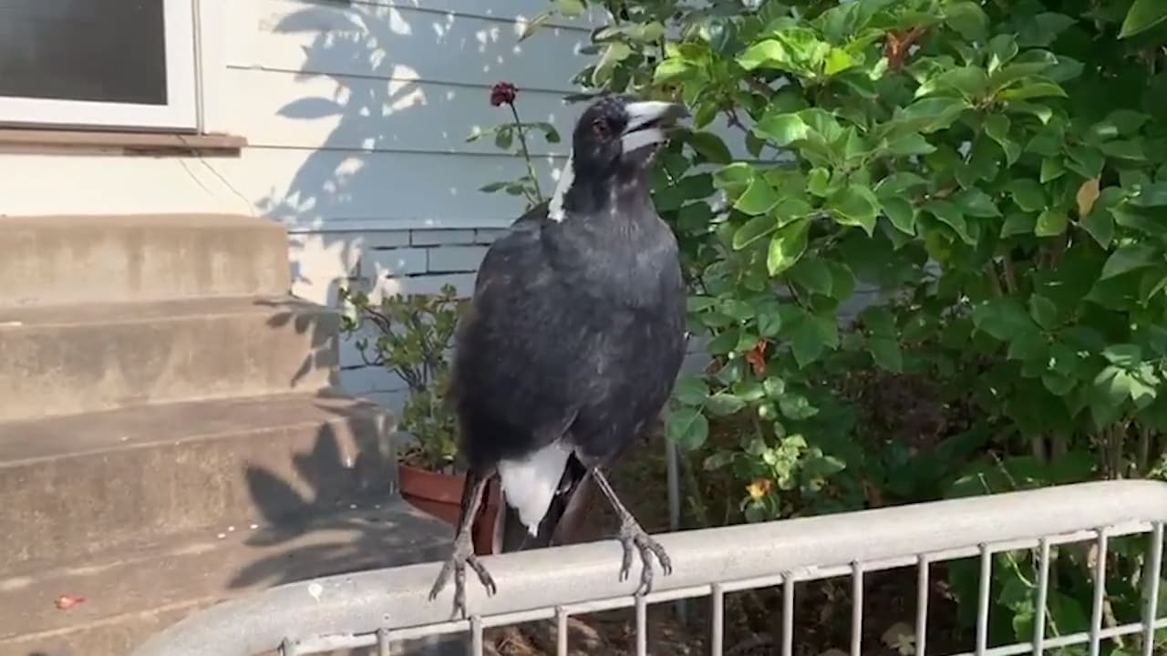 Här låter skatan som en siren i det brandhärjade Australien