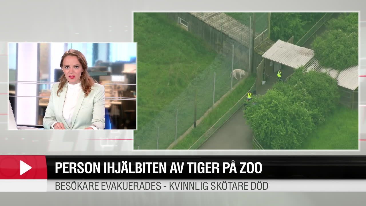 Ung kvinna ihjälbiten av tiger i Storbritannien
