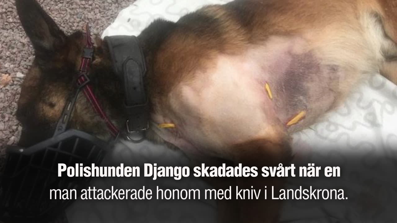 "Trots att Django knivskars vägrade han ge upp"