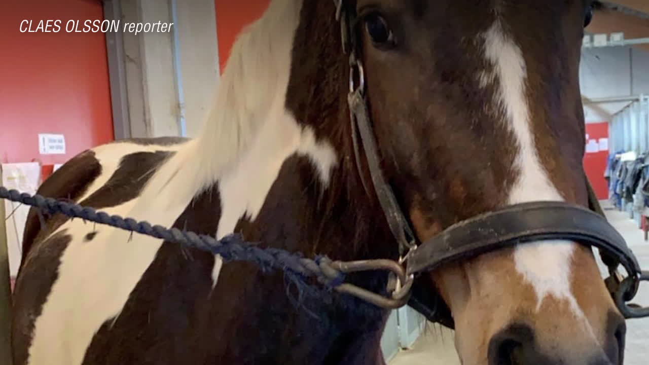Mathildas häst knivskars: ”Jag satt och skakade”