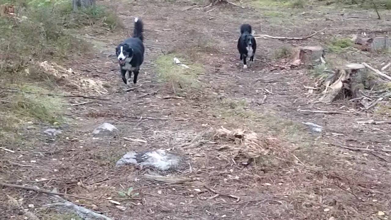 Hunden Diesel dog under nyårsfirandet: “Som att förlora en god vän”