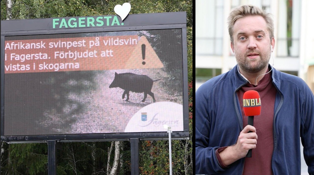 Afrikansk svinpest i Fagersta – Aftonbladet på plats