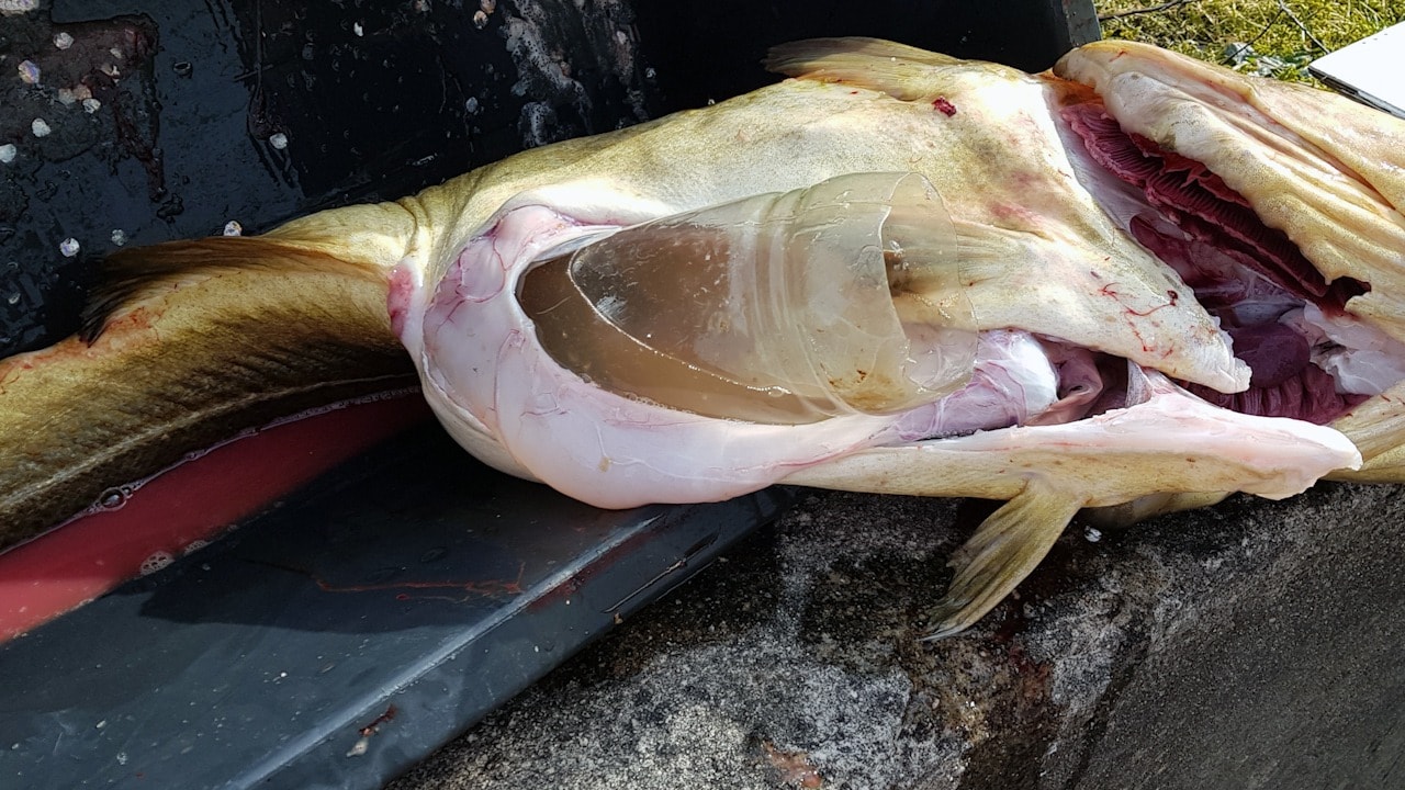 Fick stortorsken på kroken - med oväntat innehåll