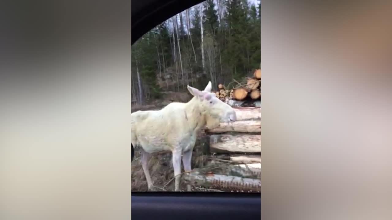 Kör bil - ser det mytomspunna djuret