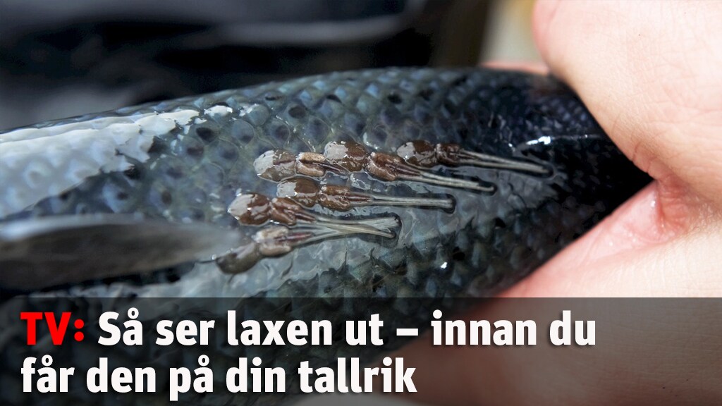 Så ser laxen ut – innan du får den på bordet