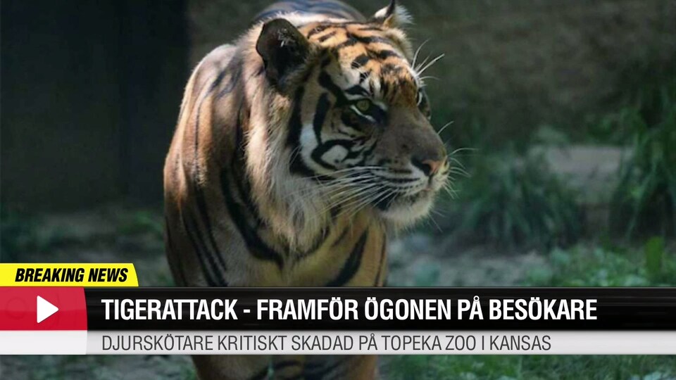 Tigerattack - framför ögonen på besökare