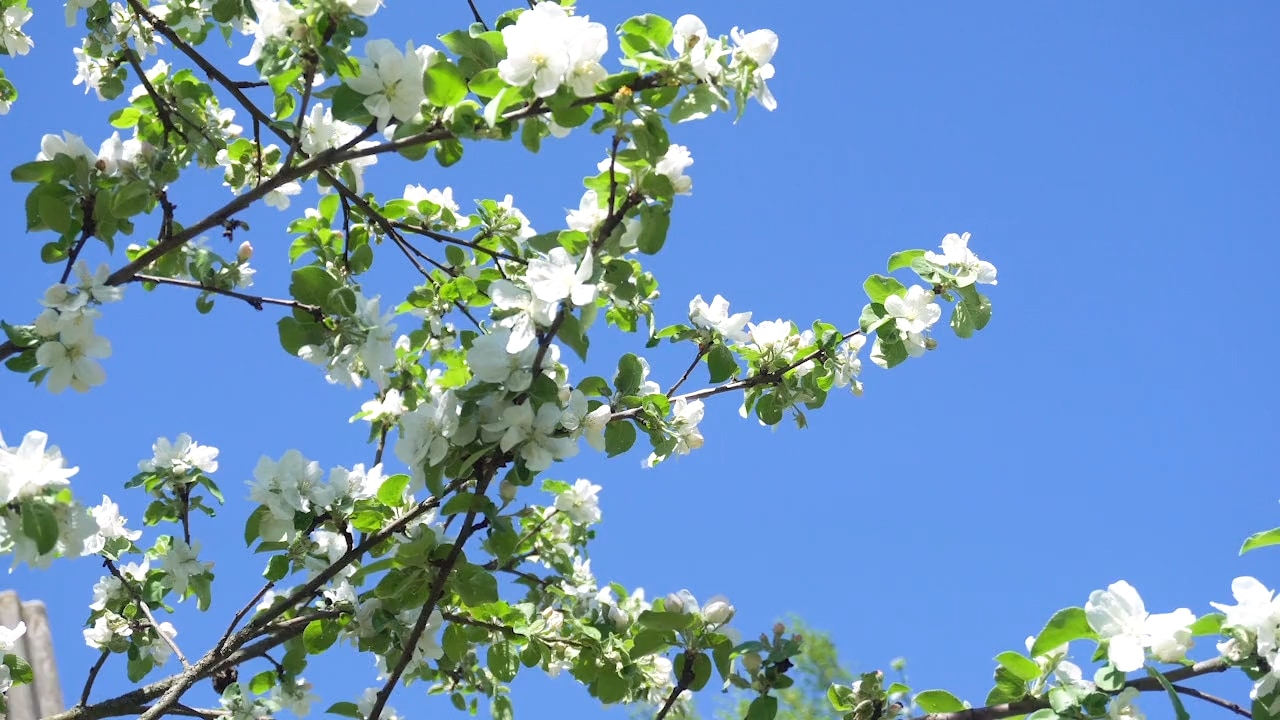 Så klarar du pollenchocken – expertens bästa tips