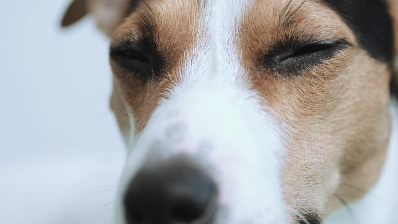 Hundhotell – för smällarrädda hundar