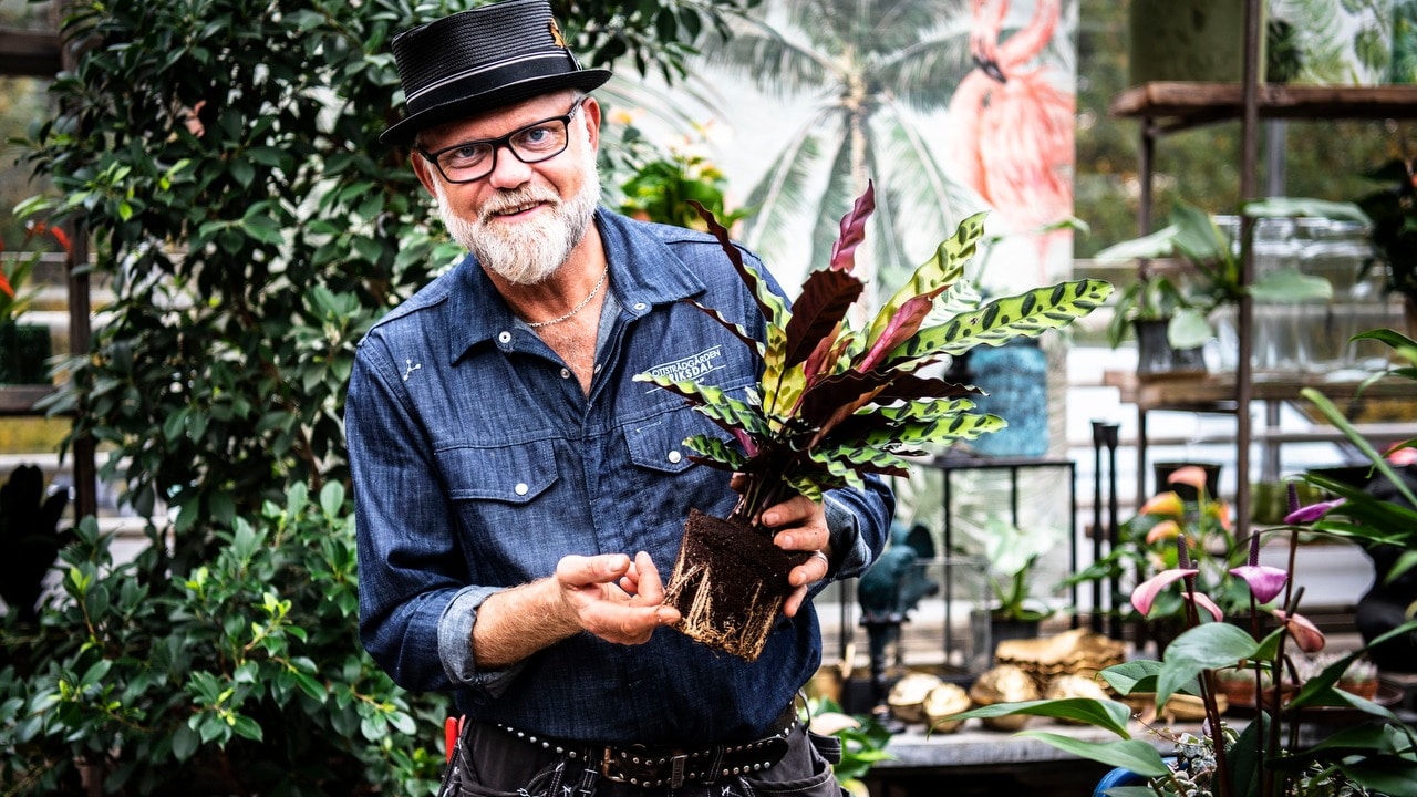 Så lyckas du med dina krukväxter