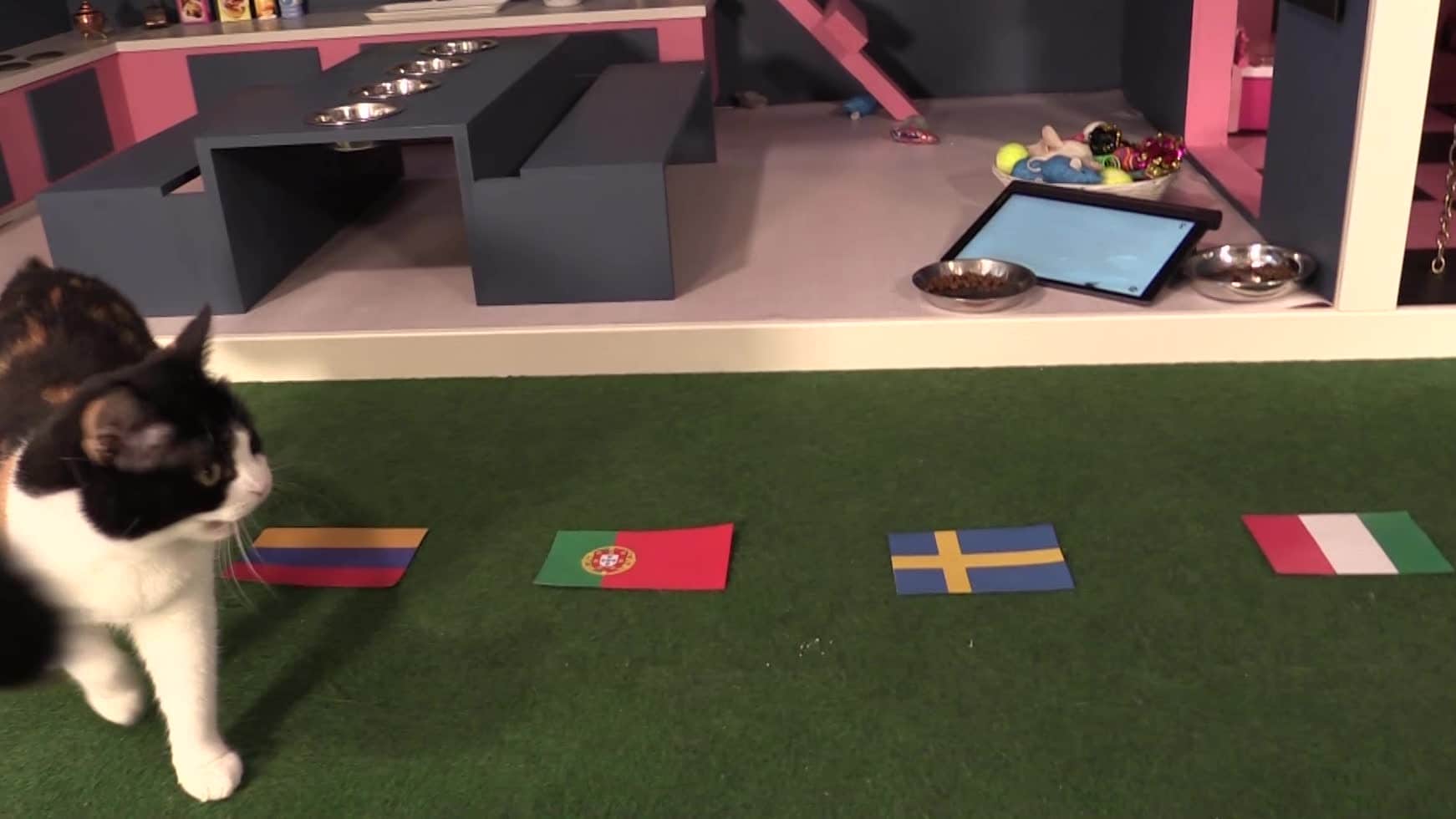 Kattashians spår vinnaren i Eurovision song contest