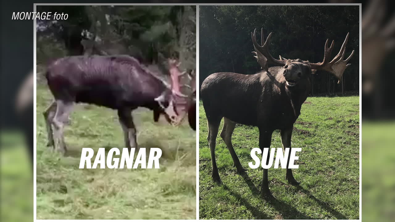 Eriks vädjan: Kom hem igen, Ragnar och Sune