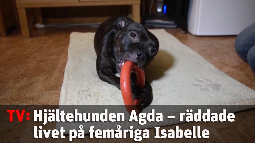 Hjältehunden Agda räddade livet på Isabelle