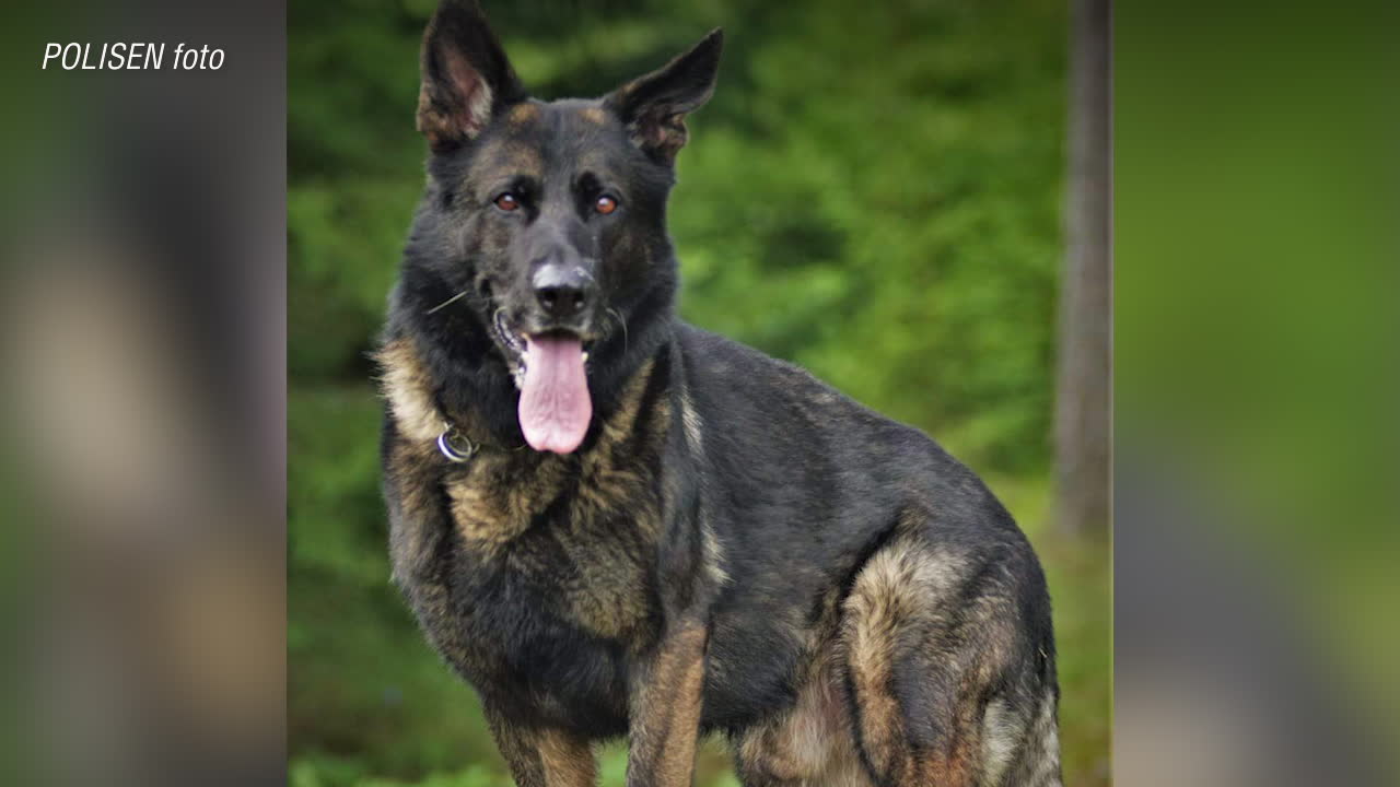 Här är polishunden Attacks nya hjälteinsats