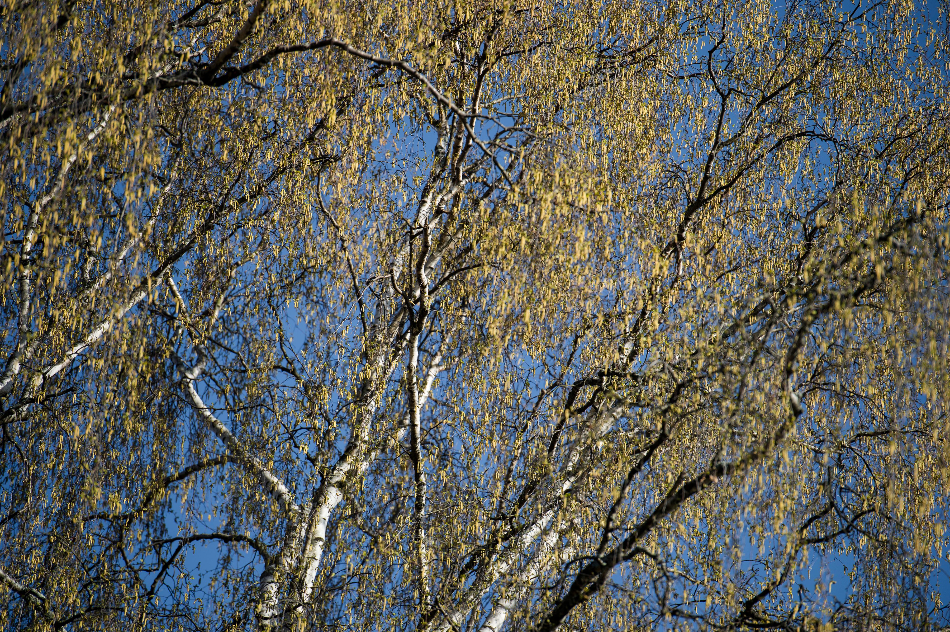 Går det att fly undan pollen?