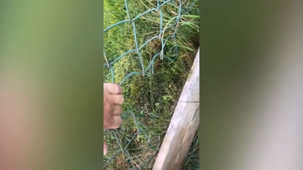 Chihuahuan Ella rymde från djursjukhuset