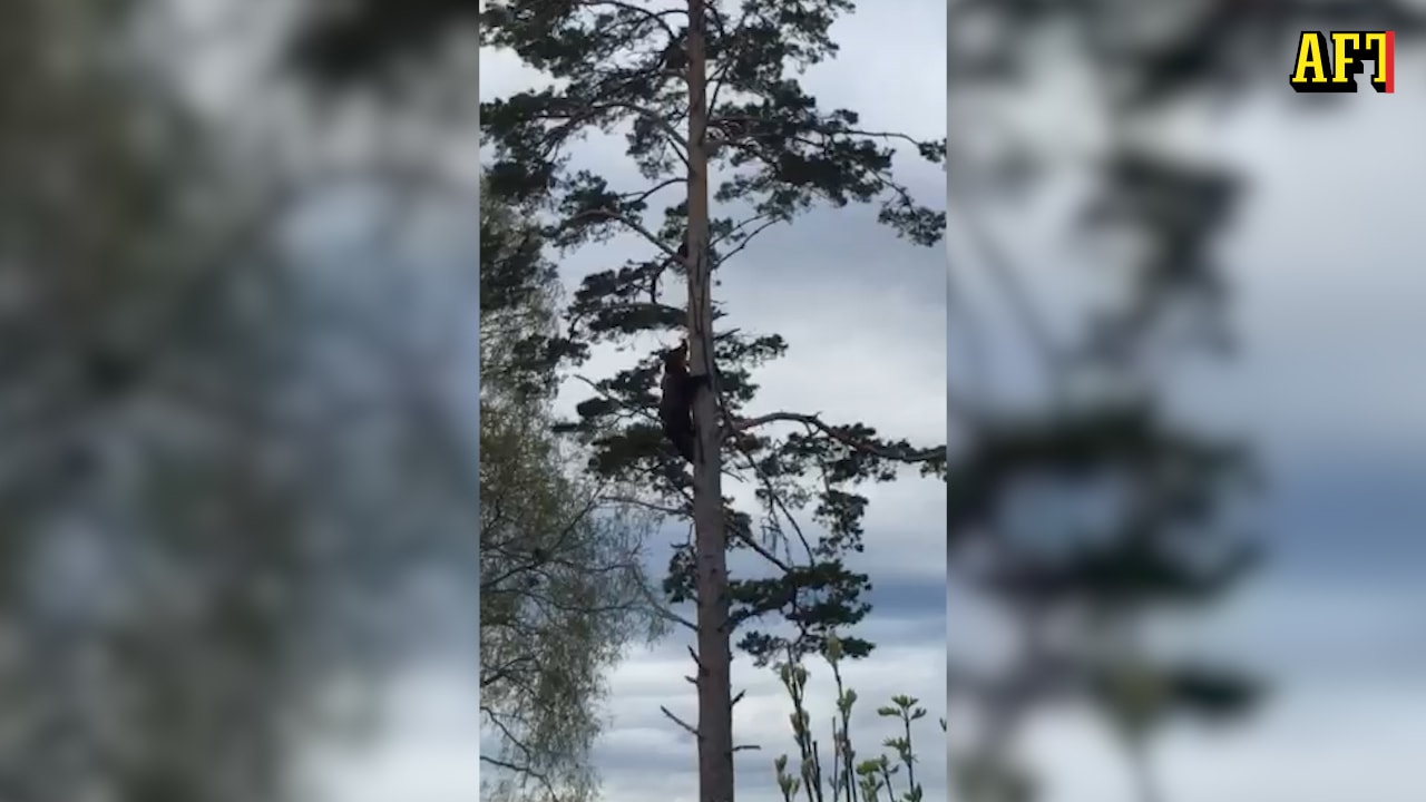 Här jagar björnen upp katten i trädet: ”Gud, stackars katt!”