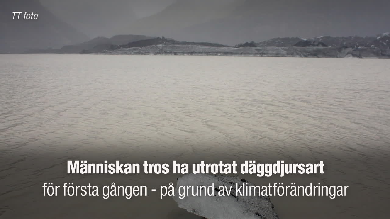 Människan har utrotat däggdjursart
