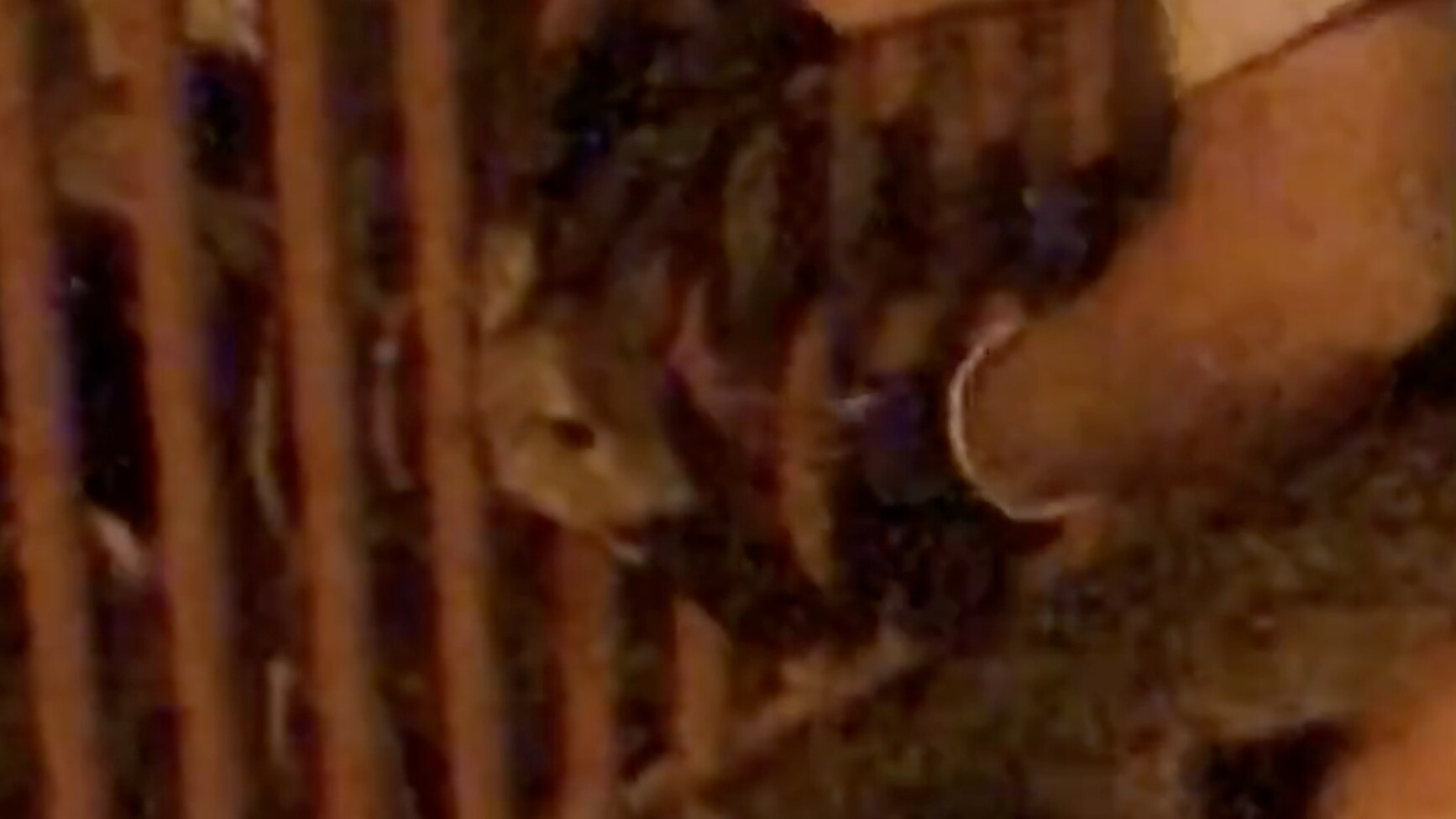 Här räddas det lilla rådjurskidet