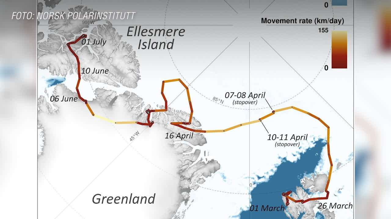 Norsk rekordräv promenerade till Kanada