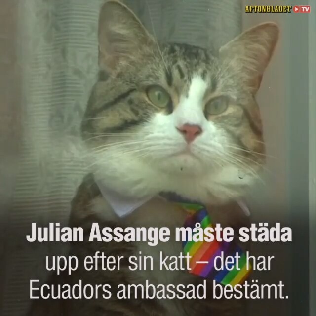 Assange måste städa upp efter sin katt