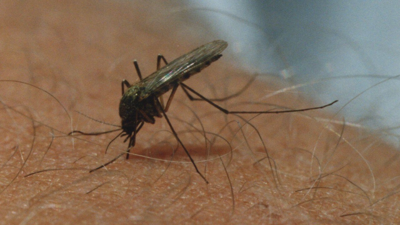 Slipp myggbett i sommar