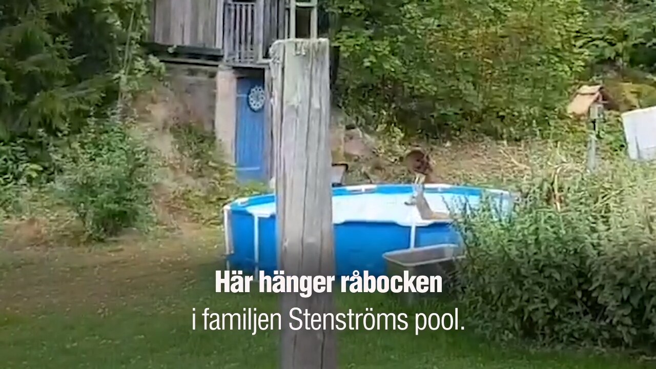 Här tar sig råbocken ett bad – i familjens pool