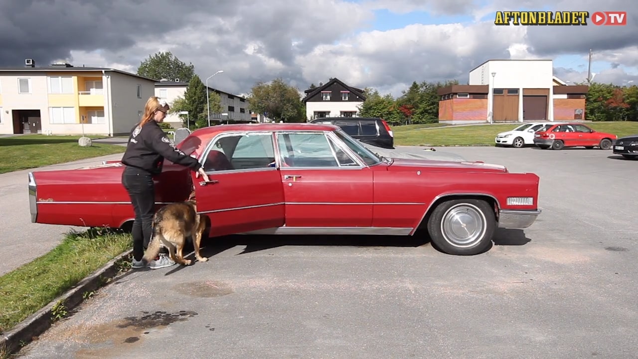 Caroline, 27, får hjälp av hunden Emli: “Hon är envis och snäll”