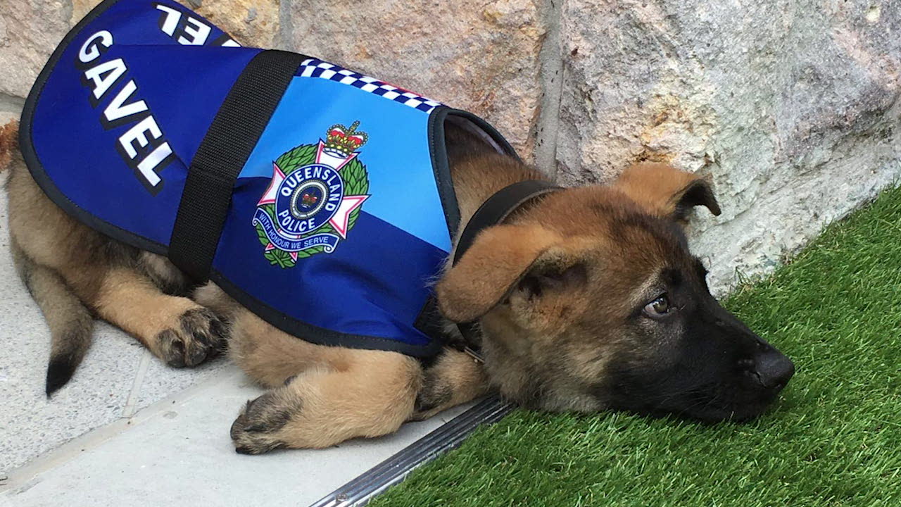 Polishunden Gavel blev av med jobbet av oväntad anledning