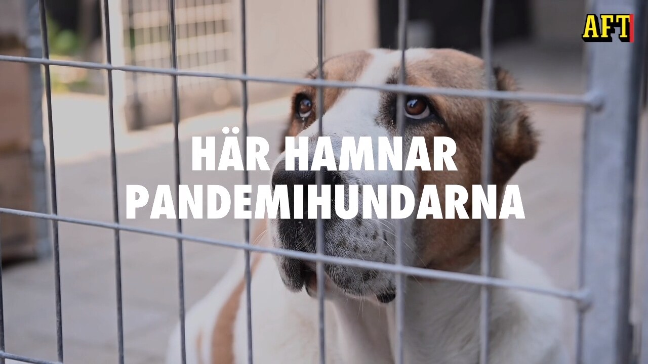 Hit kommer pandemihundarna – Hundstallet känner oro inför hösten