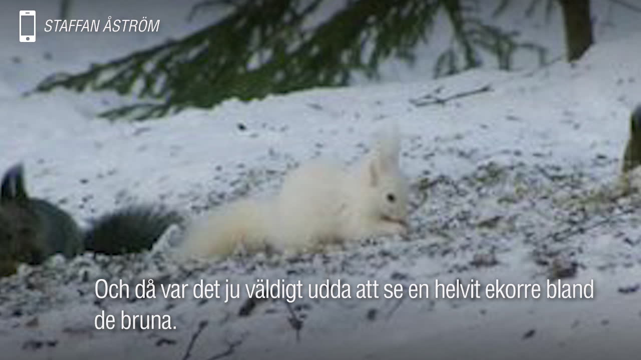 Här är den – den helvita ekorren