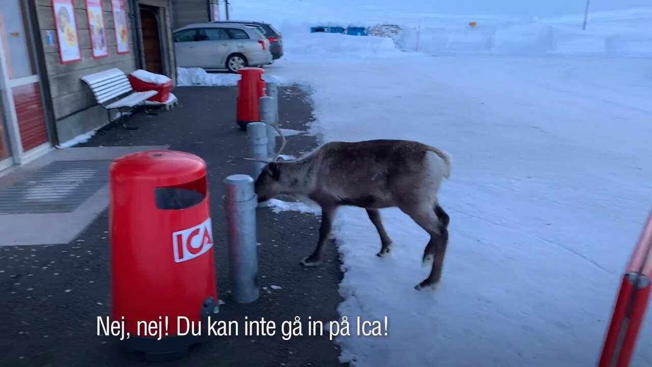 Här är Ica-renen – som vägrar lämna butiken