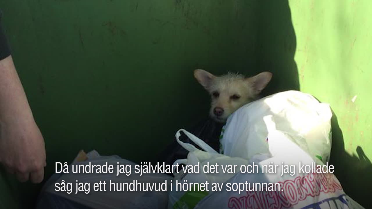 Liza hittade övergiven hund – i en soptunna