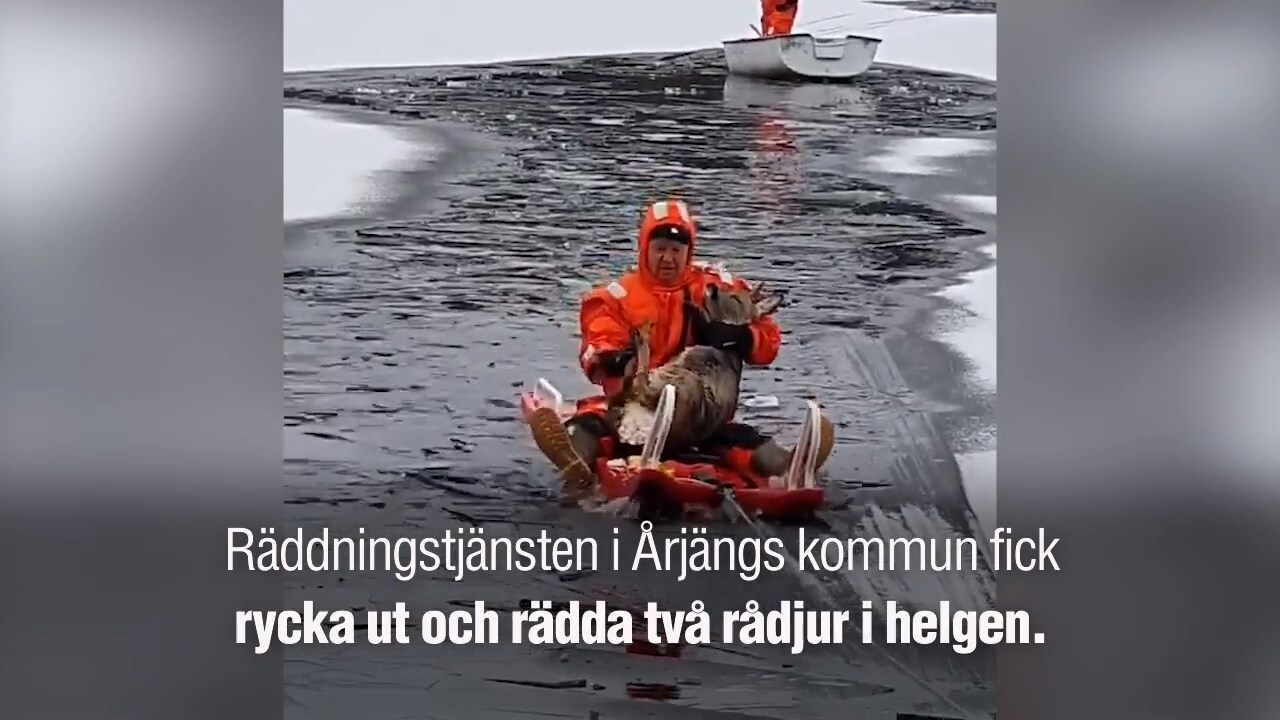 Se den dramatiska insatsen som räddade rådjuren