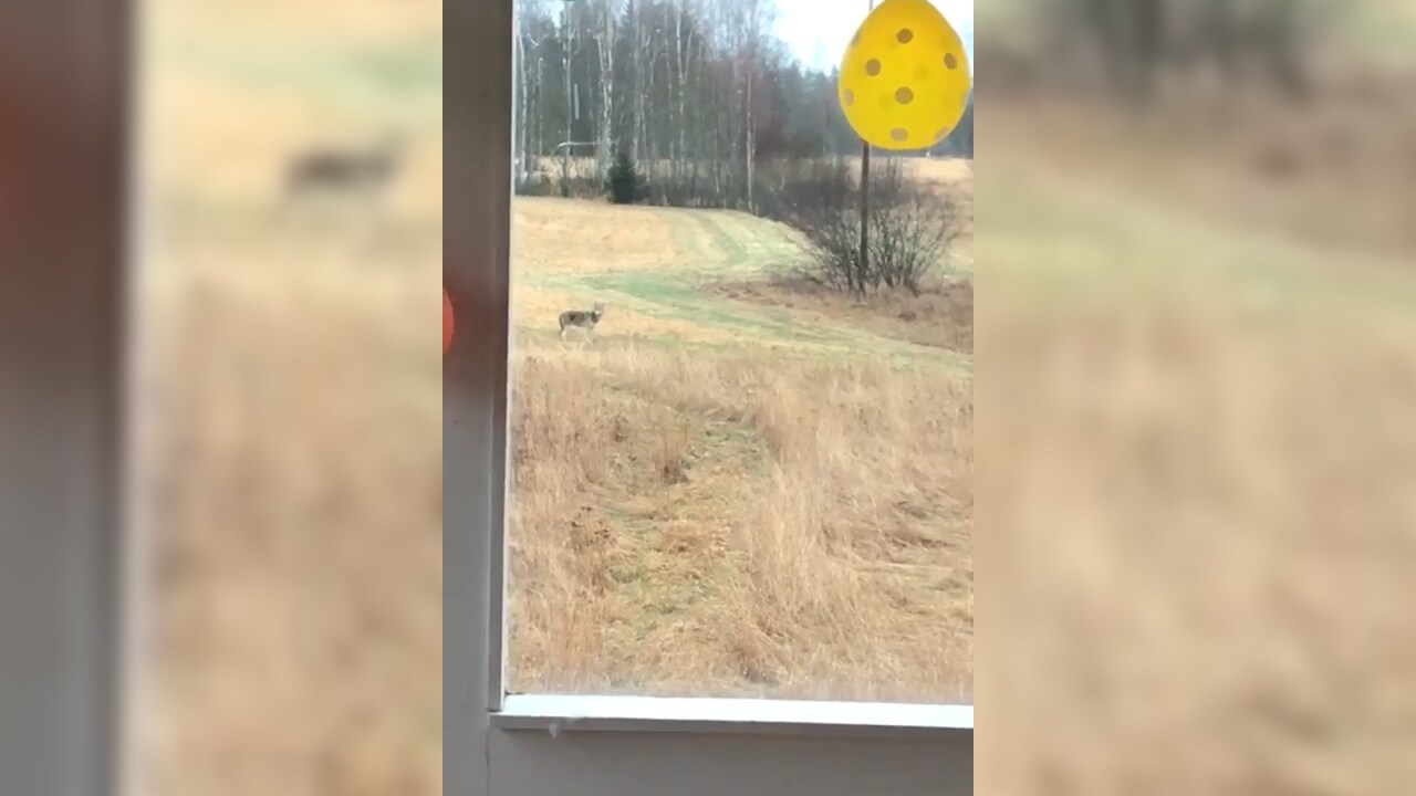 Här blir familjen överraskad av en varg: "Nej, du kan inte klappa den"