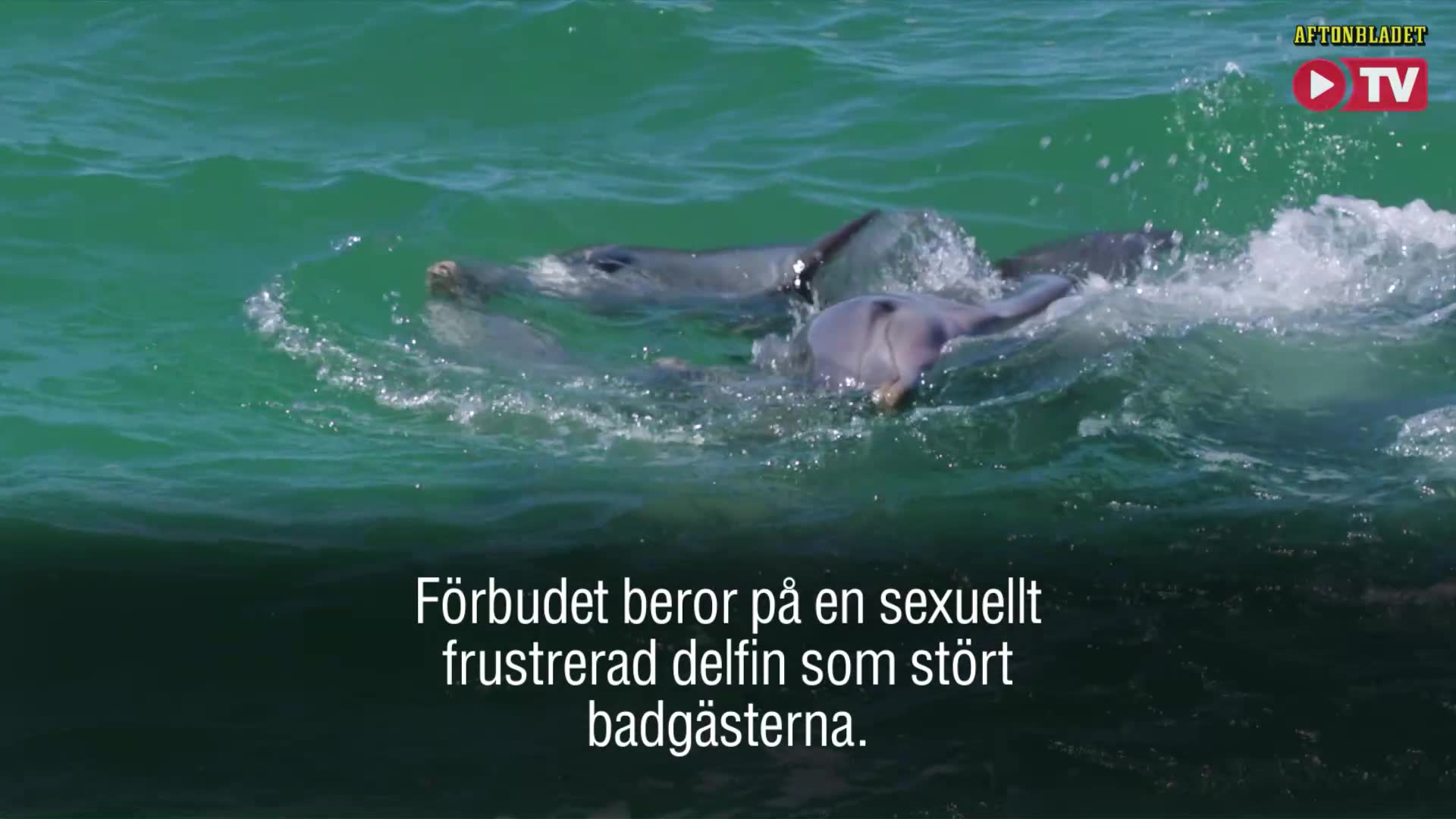 Sexuellt frustrerad delfin ställer till det för badgäster