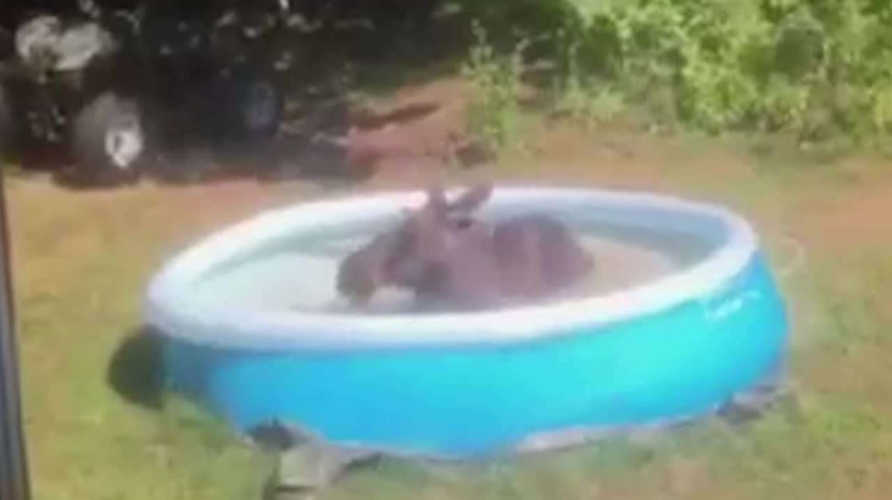 Här badar älgen – i familjens pool