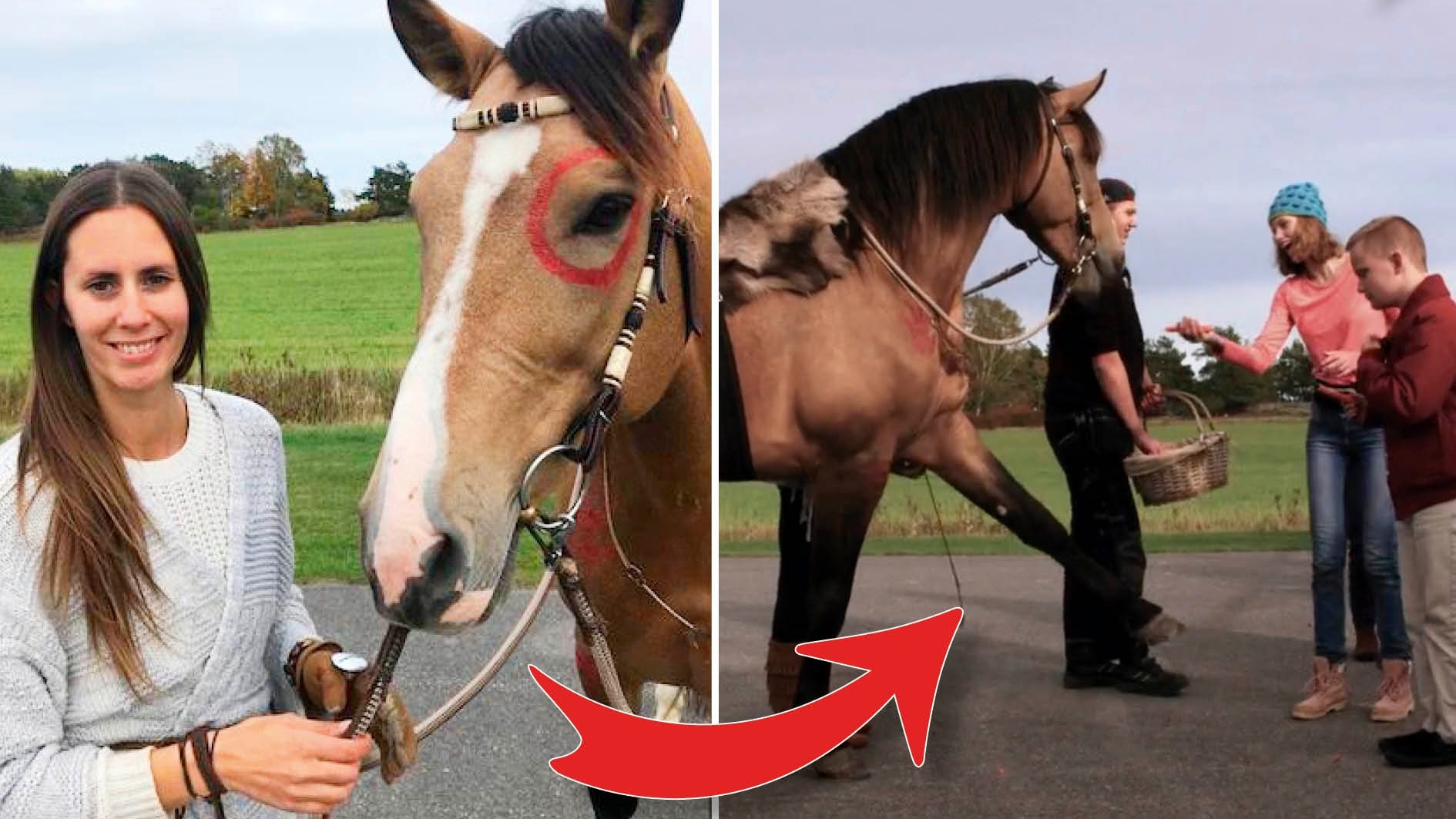 Terapihästen Hannibal sprider glädje