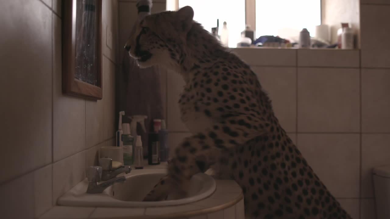 Svenska Göran räddar geparder