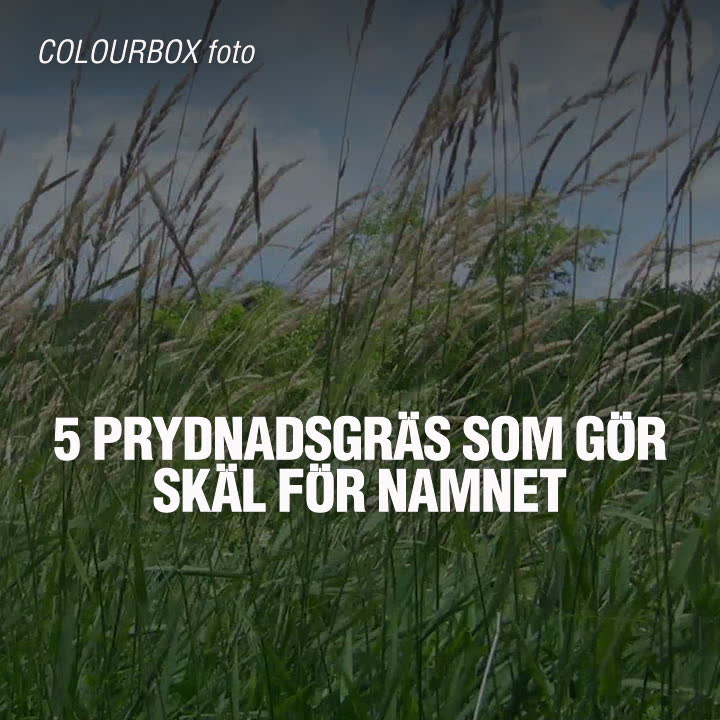 5 prydnadsgräs som gör skäl för namnet
