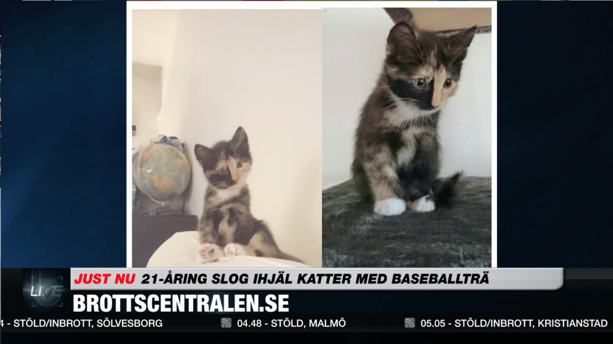 Misstänks ha plågat och dödat 23 katter