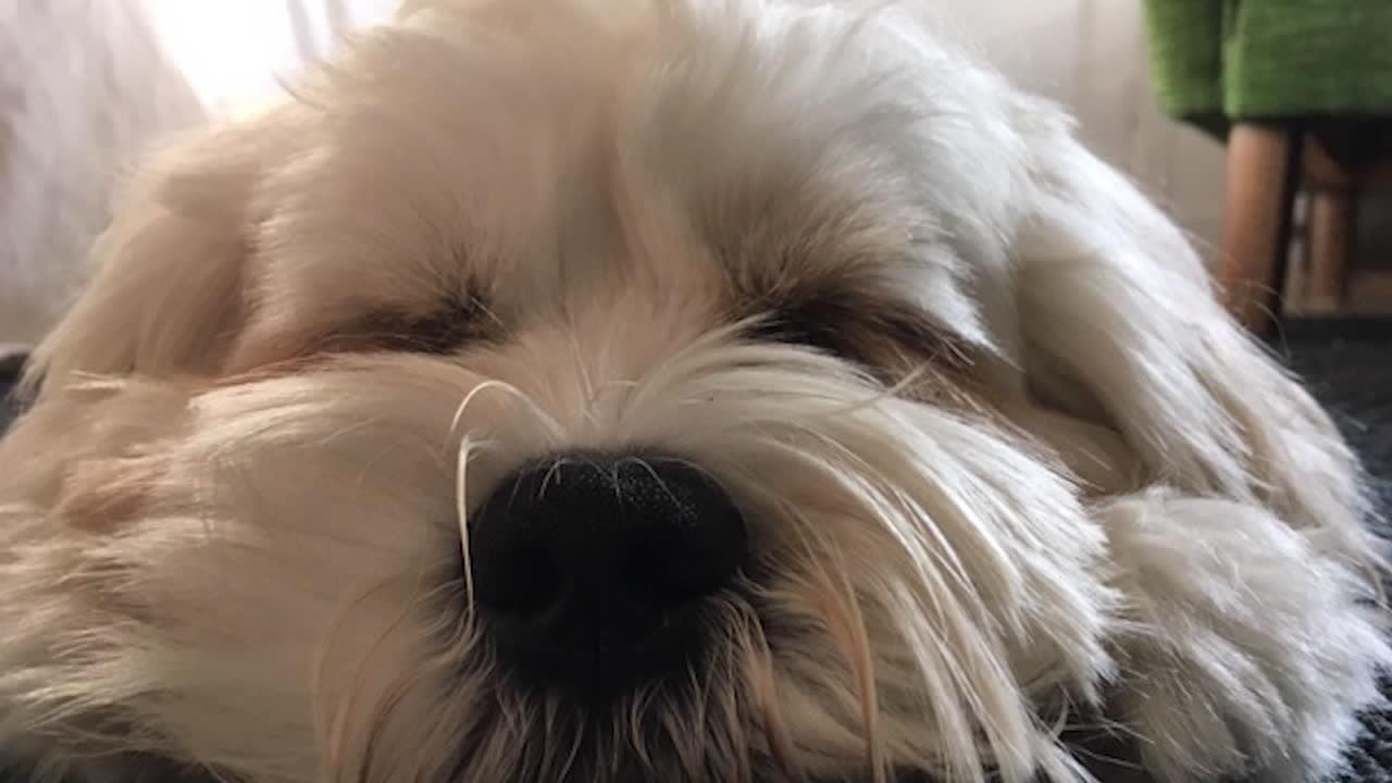 Sova bredvid hunden ger dig bättre sömn och hälsa