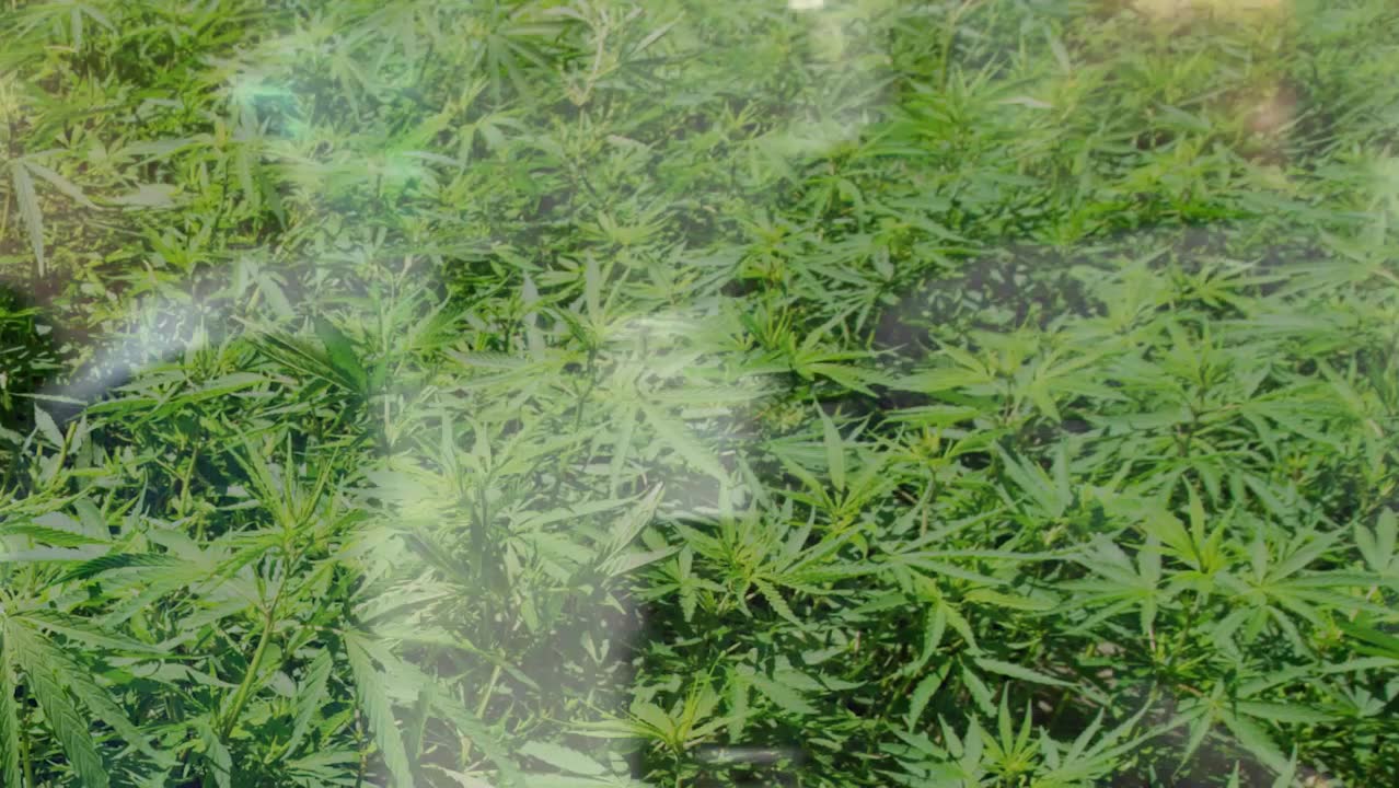 Musikern röker weed — med sina barn