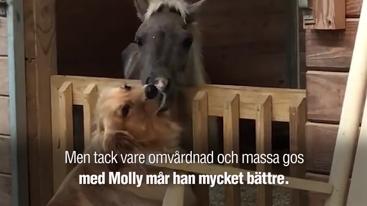 Här myser bästisarna – hunden Molly och hästen Sammy