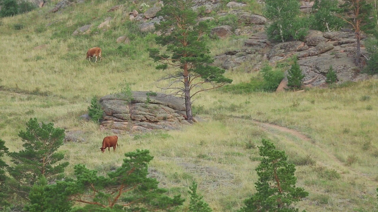 Ingen grädde till jordgubbarna i sommar