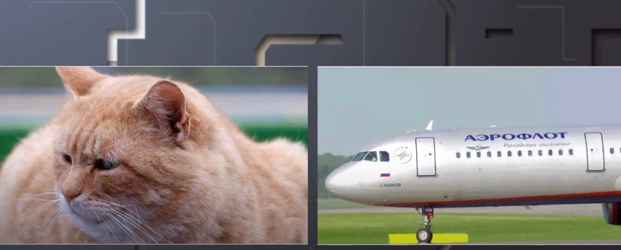 Tog med sig för tjock katt på flyget — nu straffas han