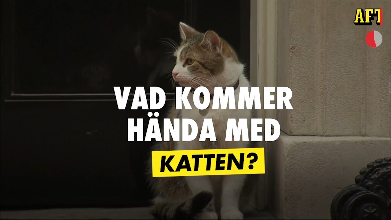 Boris Johnson avgår - Vad händer med katten Larry?