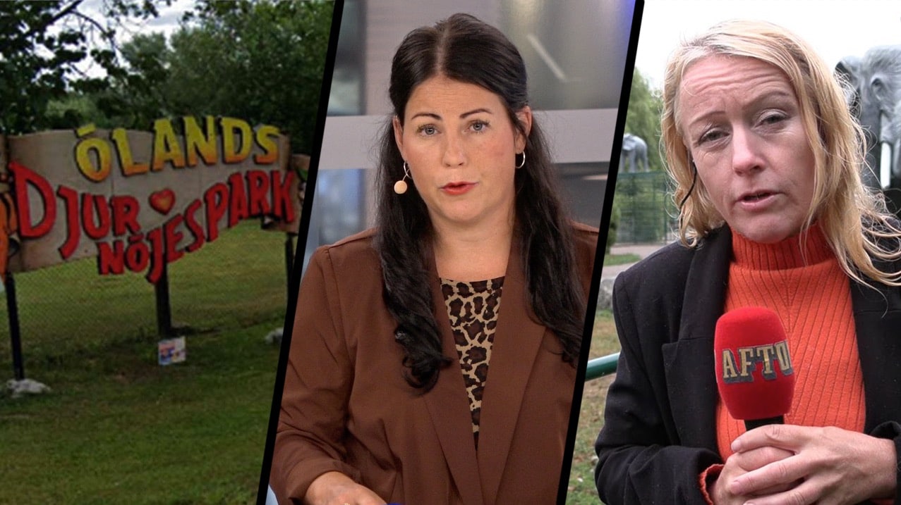 Anställd på djurpark dödades av älgantilop