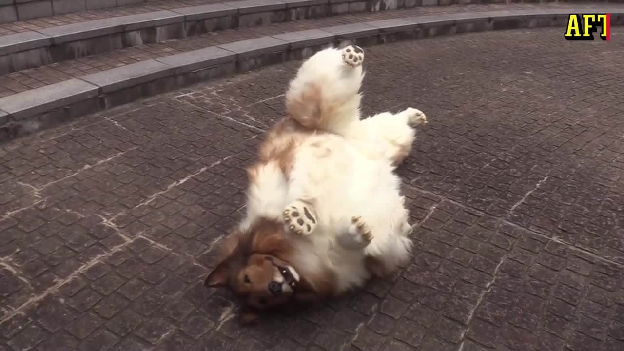 Drömmen gick i uppfyllelse – han blev en hund